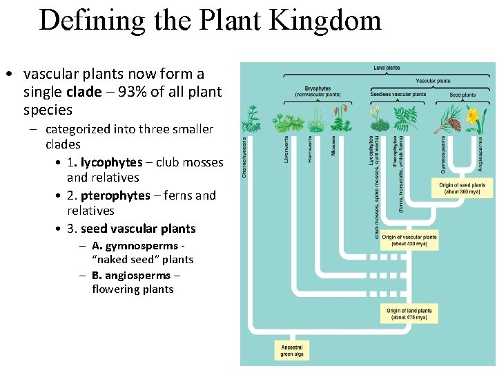 Defining the Plant Kingdom • vascular plants now form a single clade – 93%