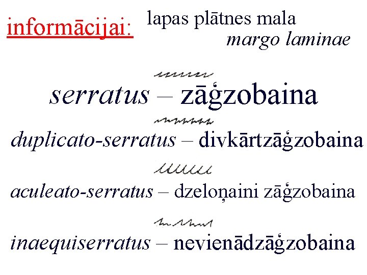 informācijai: lapas plātnes mala margo laminae serratus – zāģzobaina duplicato-serratus – divkārtzāģzobaina aculeato-serratus –