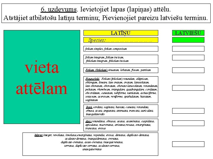 6. uzdevums. Ievietojiet lapas (lapiņas) attēlu. Atstājiet atbilstošu latīņu terminu; Pievienojiet pareizu latviešu terminu.