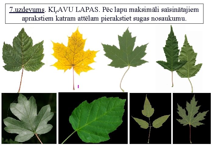 7. uzdevums. KĻAVU LAPAS. Pēc lapu maksimāli saīsinātajiem aprakstiem katram attēlam pierakstiet sugas nosaukumu.