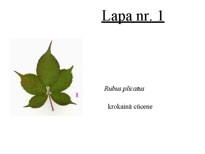 Lapa nr. 1 Rubus plicatus krokainā cūcene 