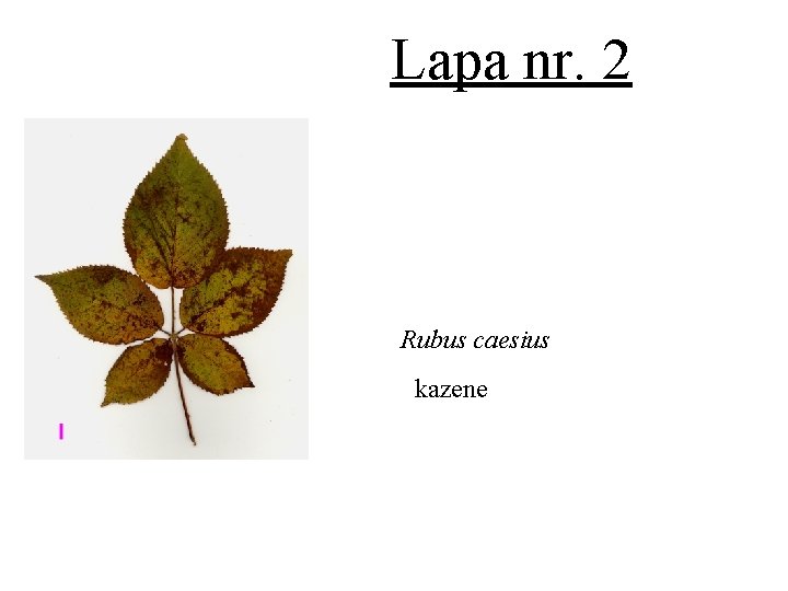 Lapa nr. 2 Rubus caesius kazene 