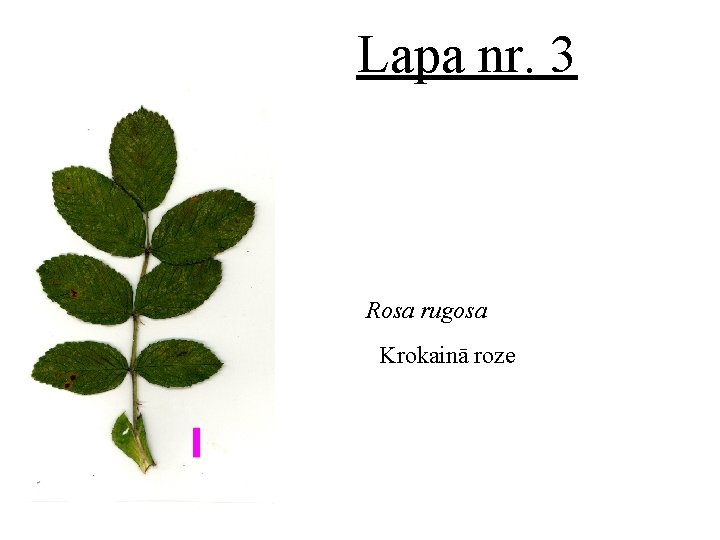 Lapa nr. 3 Rosa rugosa Krokainā roze 