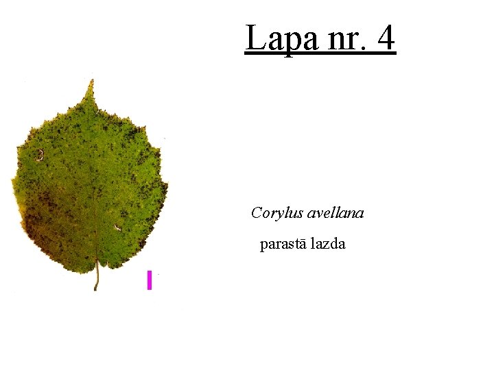 Lapa nr. 4 Corylus avellana parastā lazda 