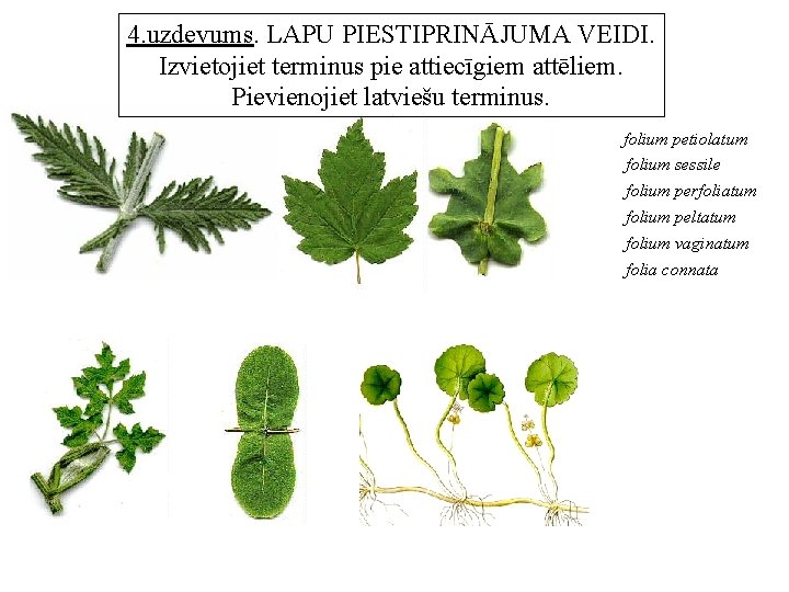 4. uzdevums. LAPU PIESTIPRINĀJUMA VEIDI. Izvietojiet terminus pie attiecīgiem attēliem. Pievienojiet latviešu terminus. folium