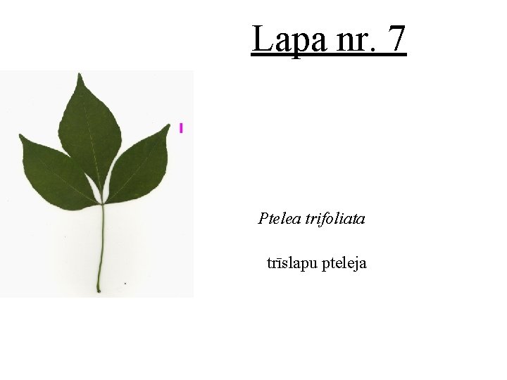 Lapa nr. 7 Ptelea trifoliata trīslapu pteleja 