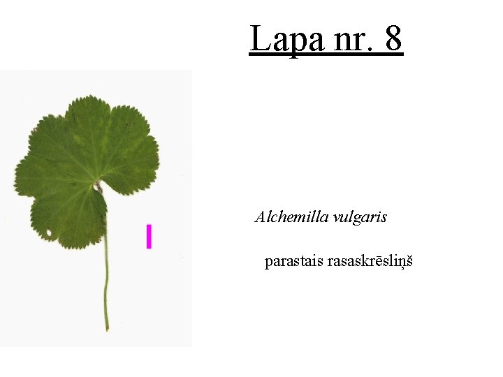 Lapa nr. 8 Alchemilla vulgaris parastais rasaskrēsliņš 