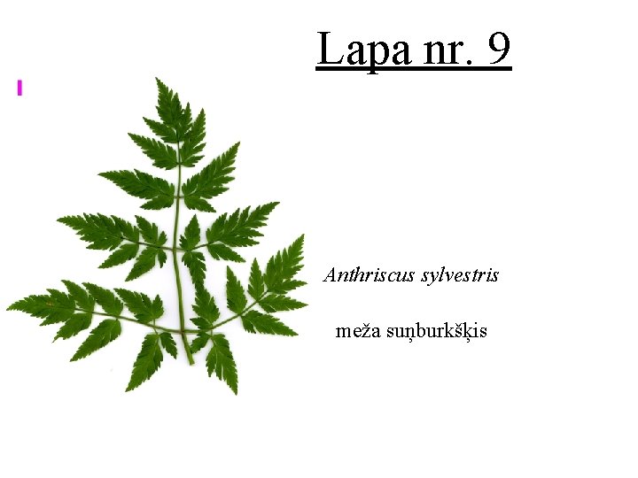 Lapa nr. 9 Anthriscus sylvestris meža suņburkšķis 