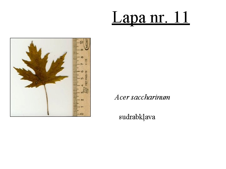 Lapa nr. 11 Acer saccharinum sudrabkļava 