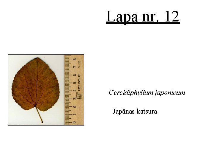 Lapa nr. 12 Cercidiphyllum japonicum Japānas katsura 