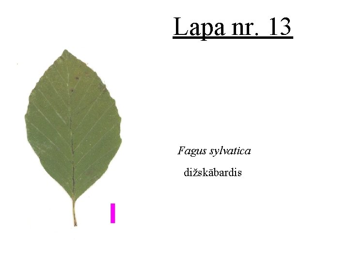 Lapa nr. 13 Fagus sylvatica dižskābardis 