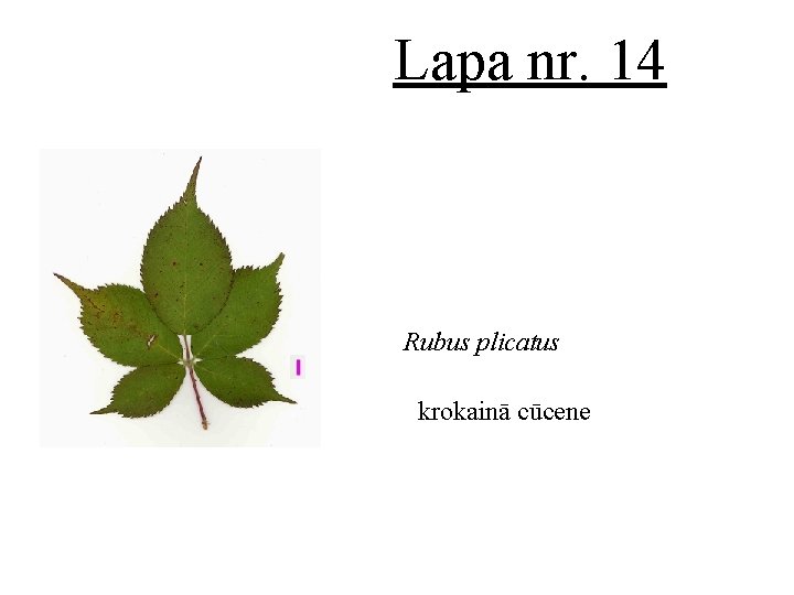 Lapa nr. 14 Rubus plicatus krokainā cūcene 