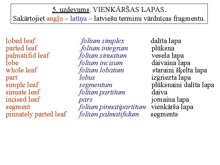 5. uzdevums. VIENKĀRŠAS LAPAS. Sakārtojiet angļu – latīņu – latviešu terminu vārdnīcas fragmentu. lobed