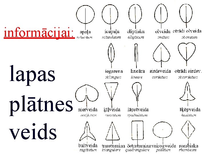 informācijai: lapas plātnes veids 