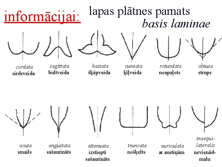 informācijai: cordata sirdsveida acuta smails sagittata bultveida angustata sašaurināts lapas plātnes pamats basis laminae