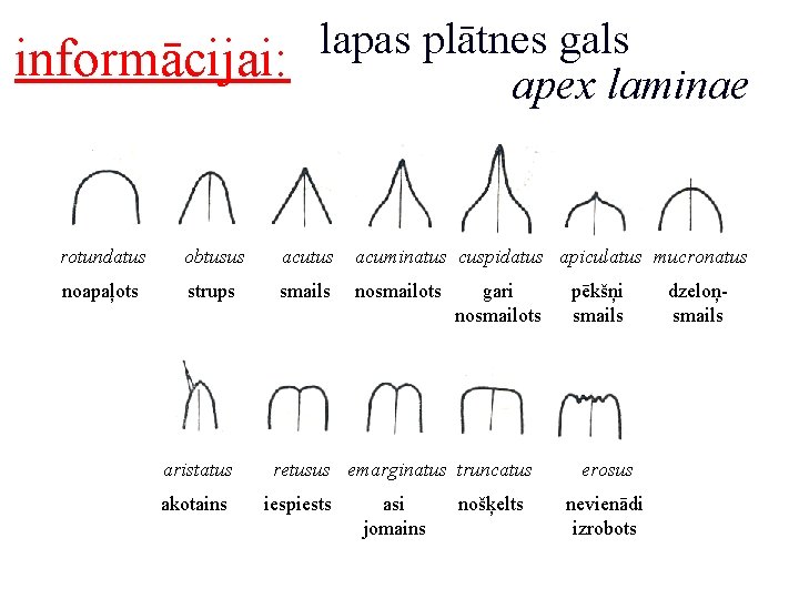 informācijai: lapas plātnes gals apex laminae rotundatus obtusus acutus acuminatus cuspidatus apiculatus mucronatus noapaļots