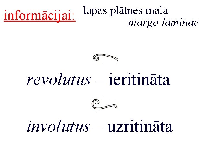 informācijai: lapas plātnes mala margo laminae revolutus – ieritināta involutus – uzritināta 