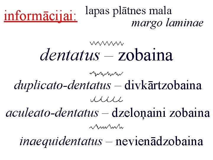 informācijai: lapas plātnes mala margo laminae dentatus – zobaina duplicato-dentatus – divkārtzobaina aculeato-dentatus –