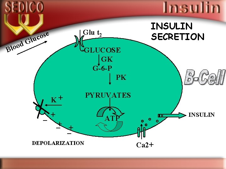 INSULIN SECRETION Glu t 2 e cos lu G od Blo GLUCOSE GK G-6