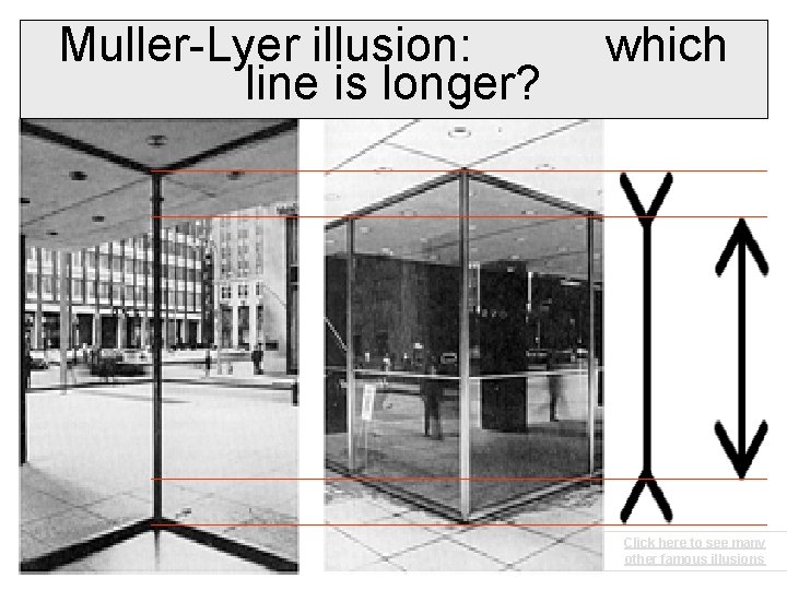 Muller-Lyer illusion: line is longer? which Click here to see many other famous illusions