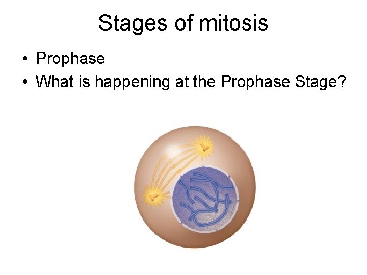 Stages of mitosis • Prophase • What is happening at the Prophase Stage? 