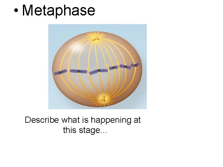  • Metaphase Describe what is happening at this stage… 