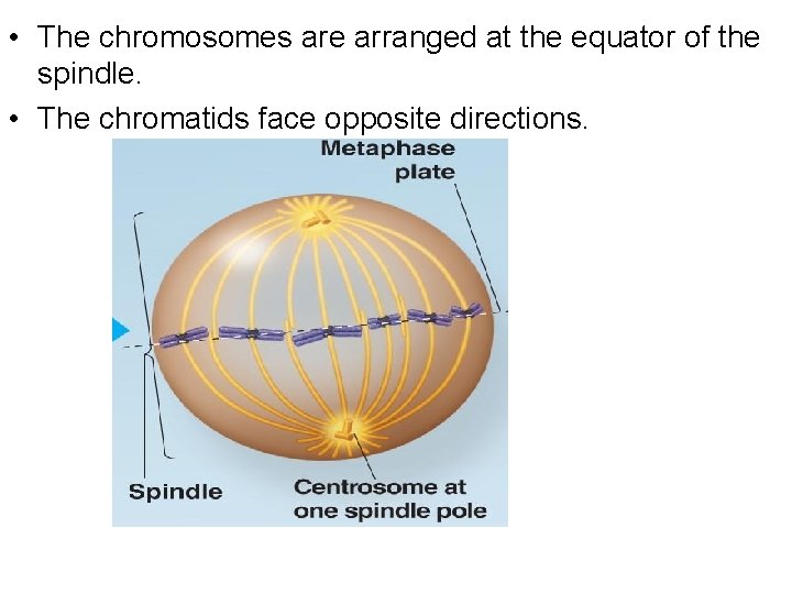  • The chromosomes are arranged at the equator of the spindle. • The