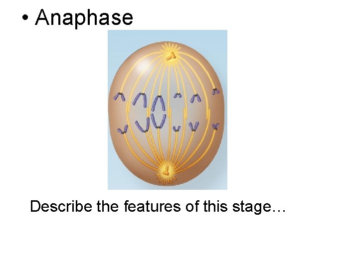  • Anaphase Describe the features of this stage… 