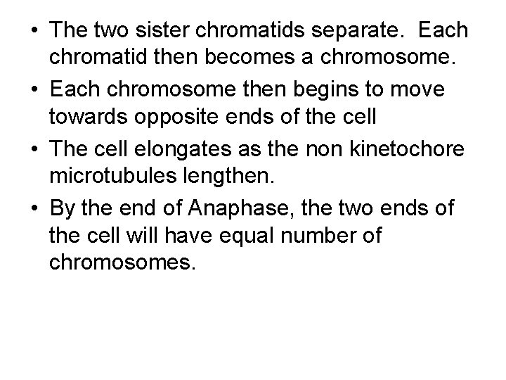  • The two sister chromatids separate. Each chromatid then becomes a chromosome. •