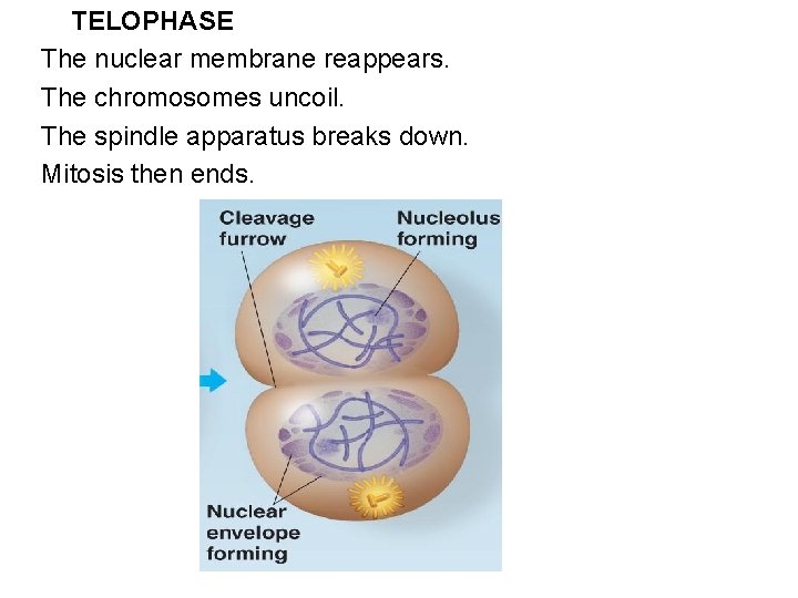 TELOPHASE The nuclear membrane reappears. The chromosomes uncoil. The spindle apparatus breaks down. Mitosis