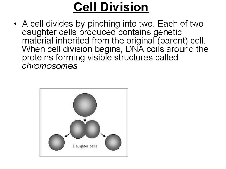 Cell Division • A cell divides by pinching into two. Each of two daughter