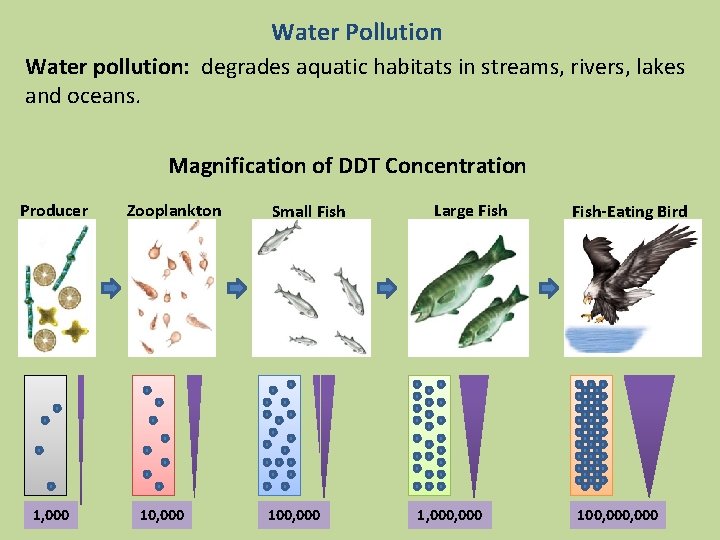 Water Pollution Water pollution: degrades aquatic habitats in streams, rivers, lakes and oceans. Magnification