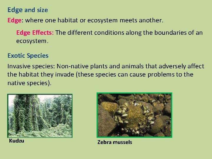 Edge and size Edge: where one habitat or ecosystem meets another. Edge Effects: The