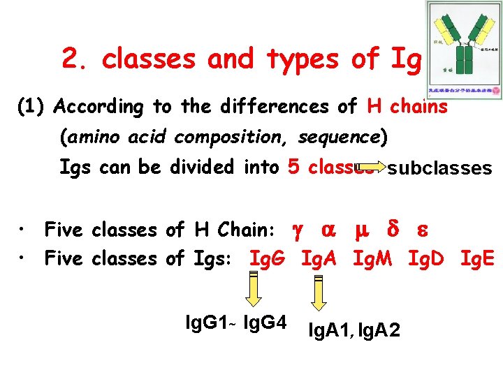 2. classes and types of Ig (1) According to the differences of H chains