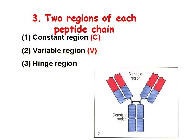 3. Two regions of each peptide chain (1) Constant region (C) (2) Variable region