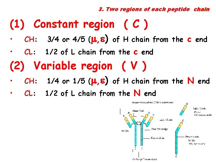 3. Two regions of each peptide chain (1) Constant region ( C ) •