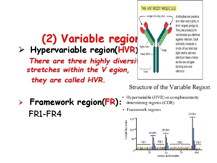 (2) Variable region ( V ): Ø Hypervariable region(HVR) There are three highly diversity