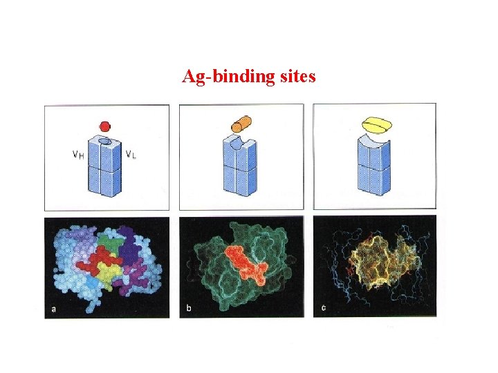 Ag-binding sites 