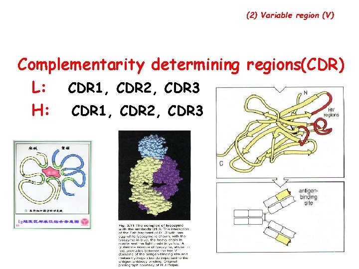 (2) Variable region (V) Complementarity determining regions(CDR) L: CDR 1, CDR 2, CDR 3