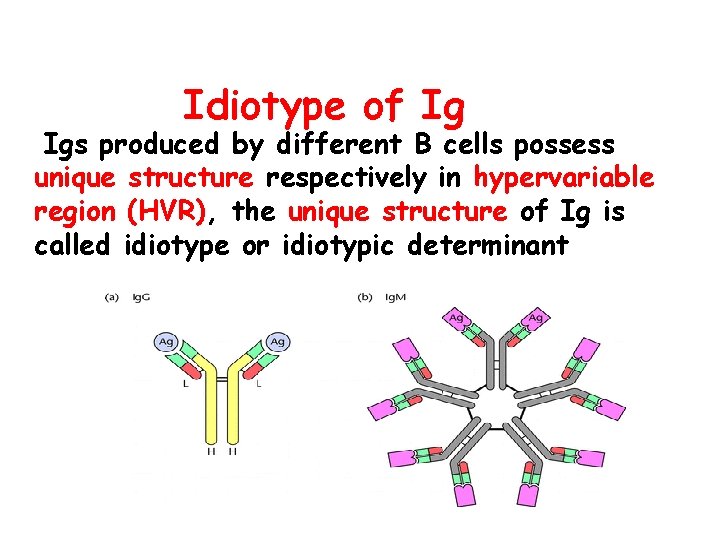 Idiotype of Ig Igs produced by different B cells possess unique structure respectively in