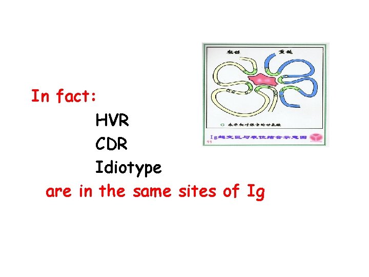 In fact: HVR CDR Idiotype are in the same sites of Ig 