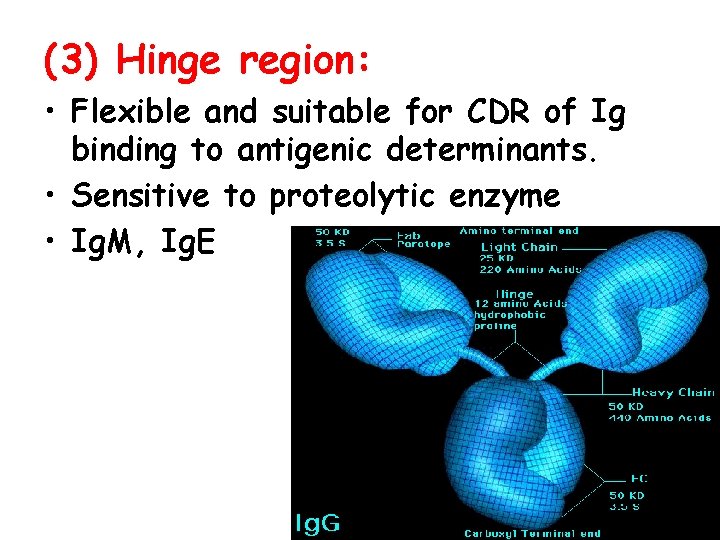(3) Hinge region: • Flexible and suitable for CDR of Ig binding to antigenic
