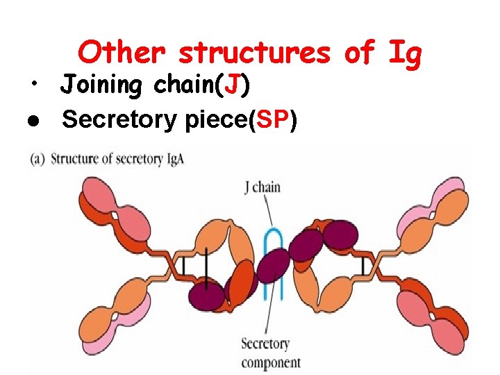 Other structures of Ig • Joining chain(J) l Secretory piece(SP) 