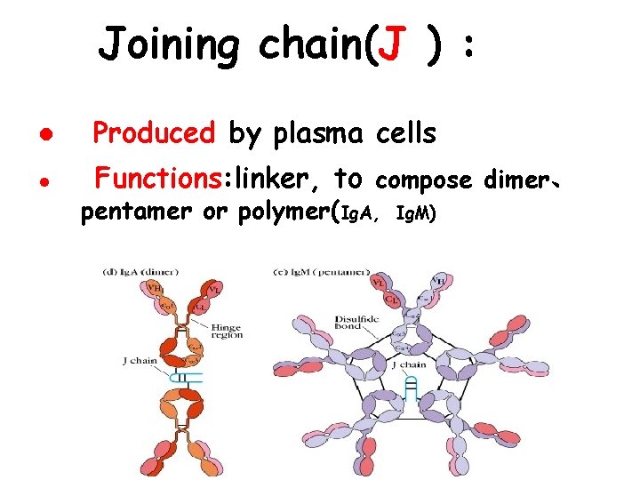 Joining chain(J ) : l Produced by plasma cells l Functions: linker, to compose