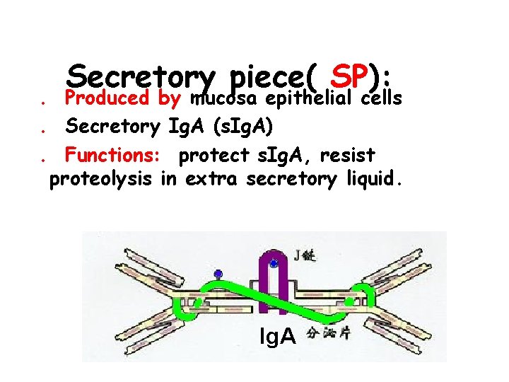 Secretory piece( SP): . Produced by mucosa epithelial cells. Secretory Ig. A (s. Ig.