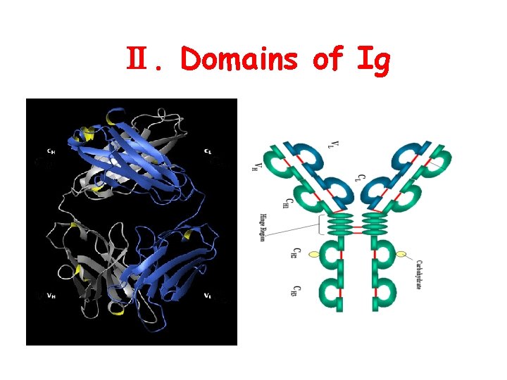 Ⅱ. Domains of Ig 