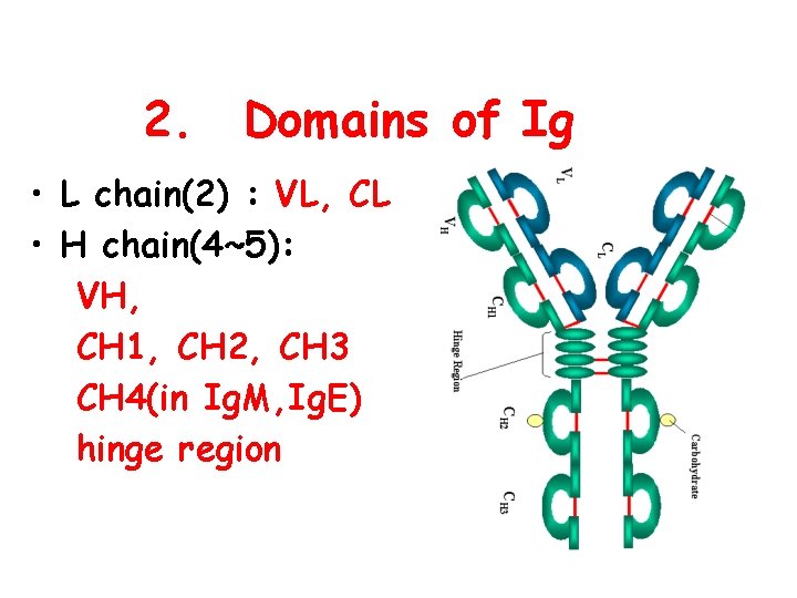 2. Domains of Ig • L chain(2) : VL, CL • H chain(4~5): VH,