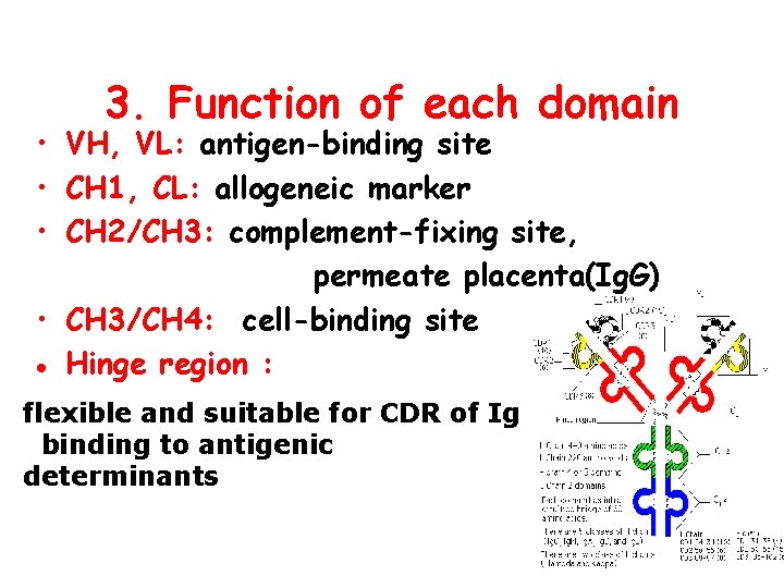 3. Function of each domain • VH, VL: antigen-binding site • CH 1, CL: