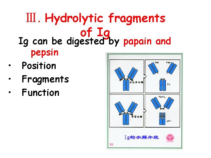 Ⅲ. Hydrolytic fragments of Ig Ig can be digested by papain and pepsin •