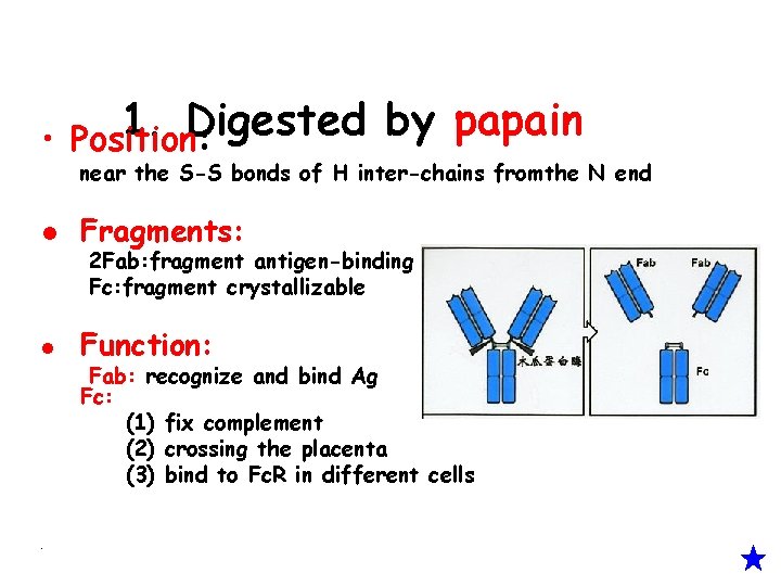 1. Digested by papain • Position: near the S-S bonds of H inter-chains fromthe